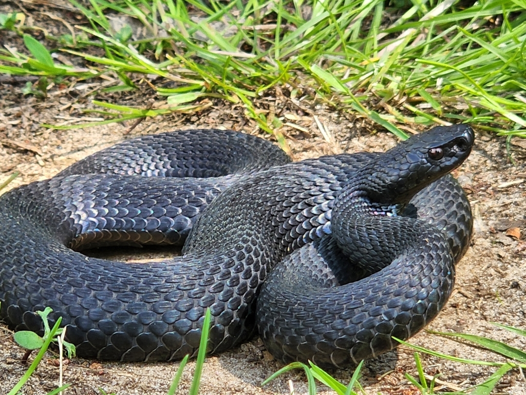 Balkan Cross Adder in May 2022 by Erik McCormick. Found this dude in a ...