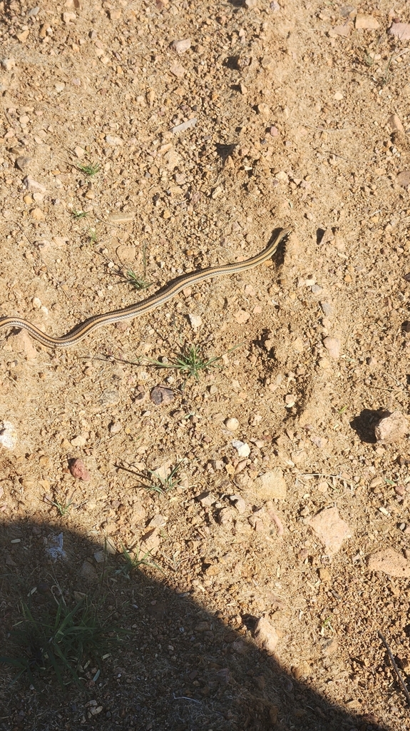 Patchnosed Snakes from Patagonia, AZ 85624, USA on October 4, 2023 at