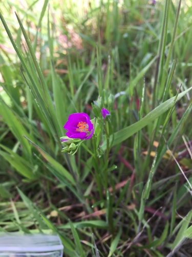 iNaturalist observation photo of redmaids