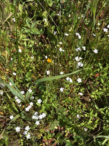 iNaturalist observation photo of Cynoglossoideae