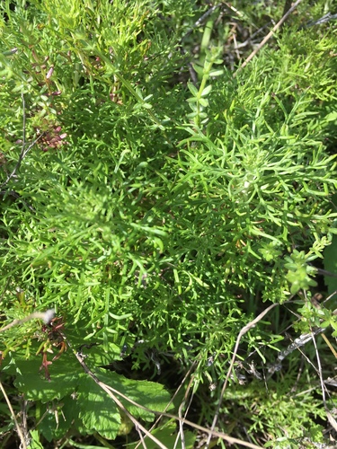 iNaturalist observation photo of Sunflowers, Daisies, Asters, and Allies