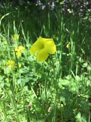 iNaturalist observation photo of Bermuda buttercup
