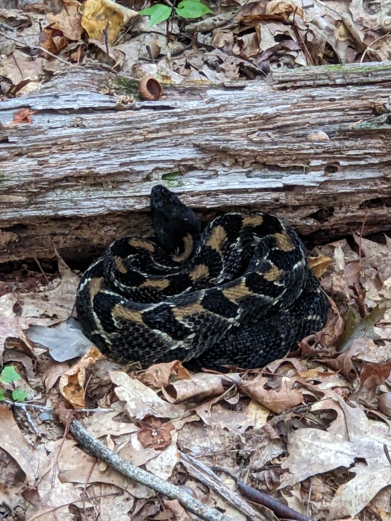 Timber Rattlesnake in October 2023 by Chris Fairbanks · iNaturalist