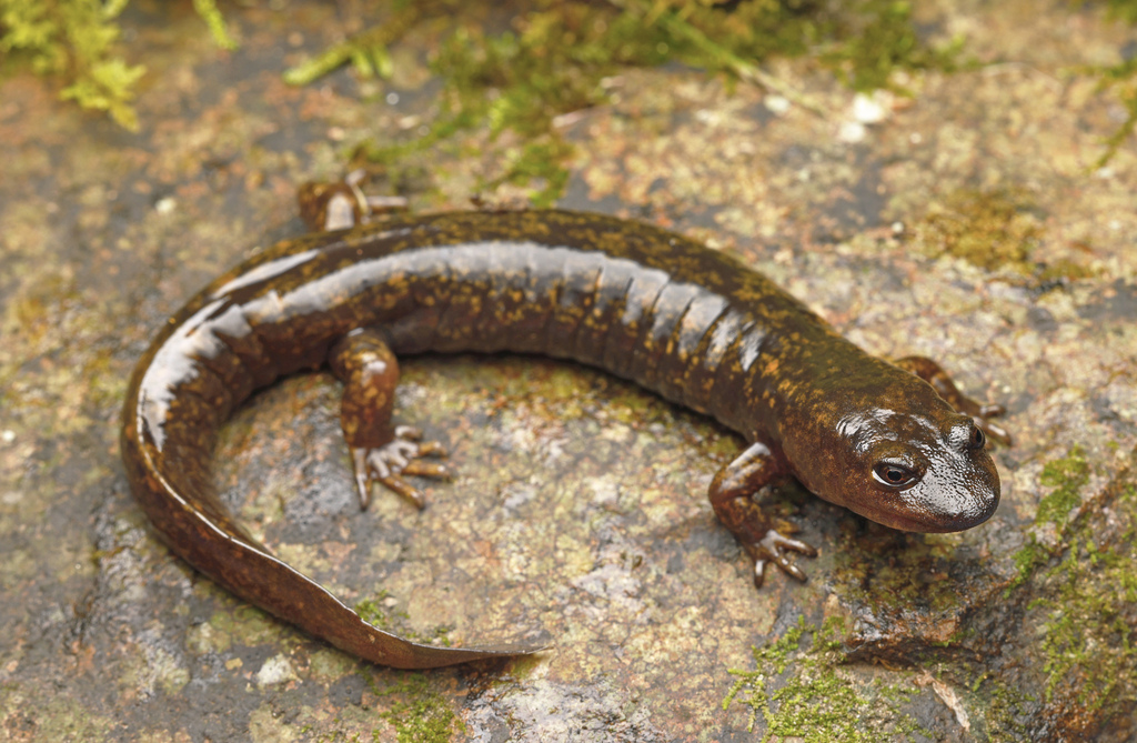 Northern Shovel-nosed Salamander in October 2023 by Jake Scott ...