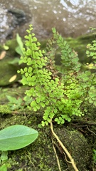 Adiantum concinnum image