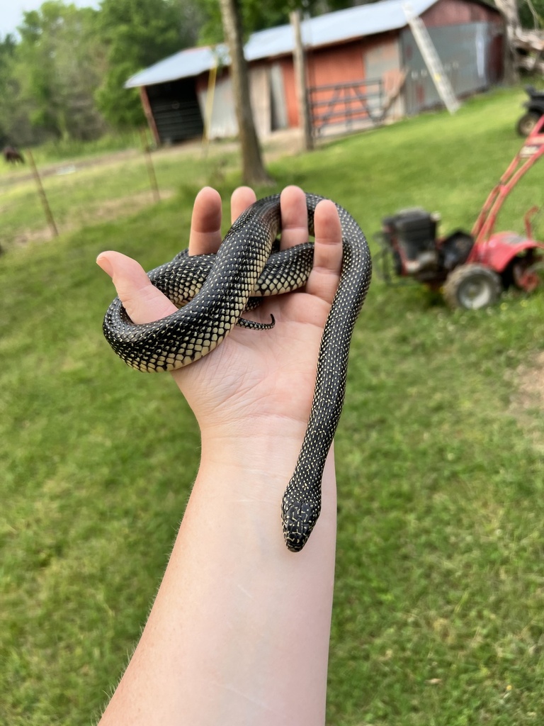 Speckled Kingsnake from Central St, Poteau, OK, US on May 20, 2022 at 07:29 PM by Sarah McGuire