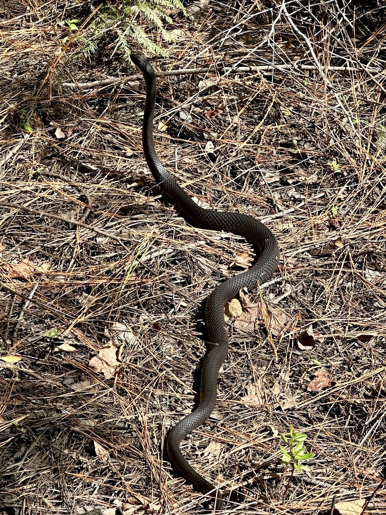 Southern Black Racer From University Of Florida, Gainesville, FL, US On ...