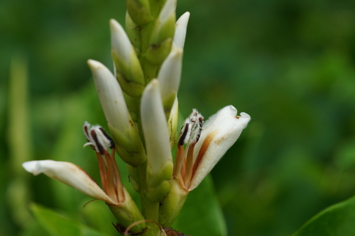 Acanthus ebracteatus
