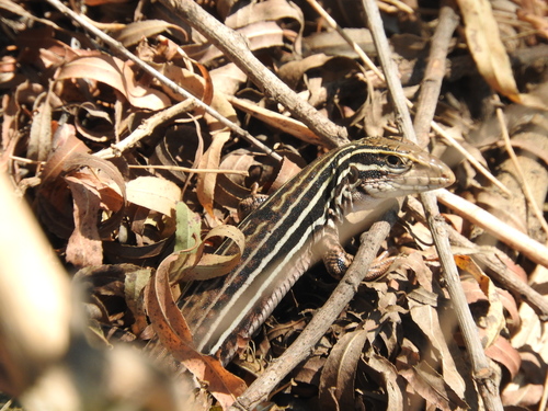 Western Mexico Whiptail