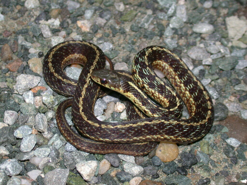 Maritime Garter Snake from Côte Acadie, Sherbrooke, QC, Canada on July ...