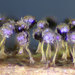 Physarum flavicomum - Photo (c) Sarah Lloyd, todos los derechos reservados, subido por Sarah Lloyd