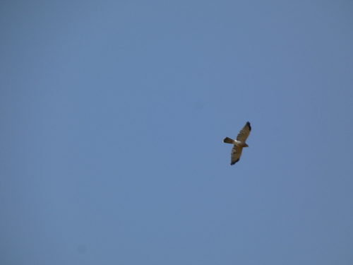 Shikra