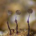 Clastoderma debaryanum - Photo (c) Sarah Lloyd, todos los derechos reservados, subido por Sarah Lloyd