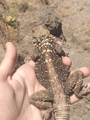 Caucasian Agama