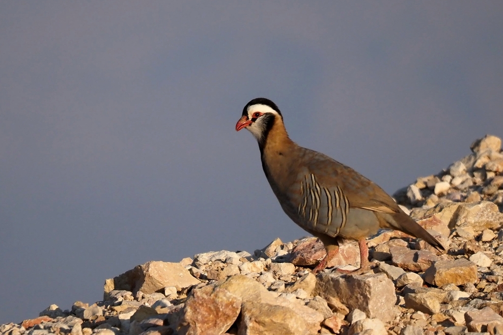 Arabian Partridge photo