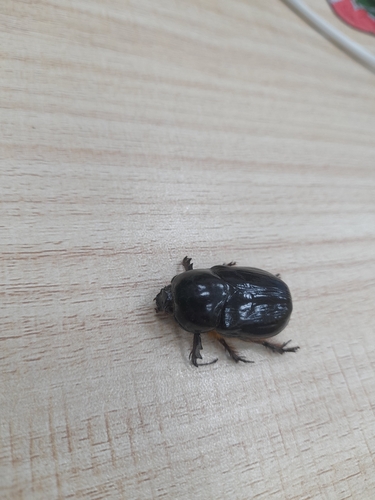 Dipelicus