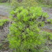 Darwiniothamnus tenuifolius - Photo (c) hadasparag, todos os direitos reservados, uploaded by hadasparag