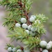 Common Juniper - Photo (c) geirande, all rights reserved