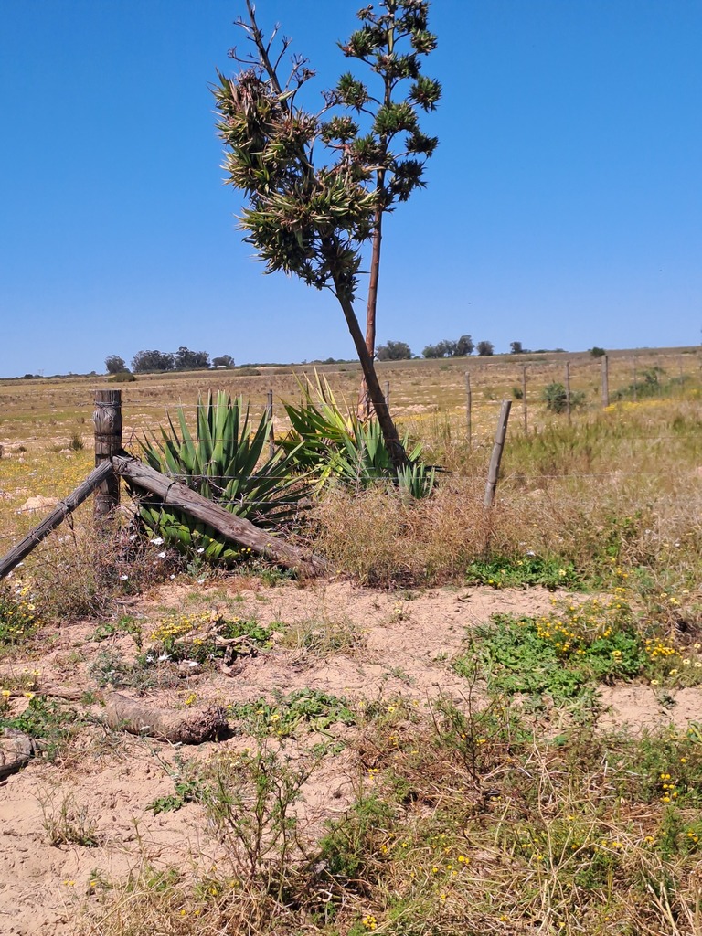 Sisal From West Coast District Municipality South Africa On September At Am By