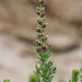 Streaked Bur Ragweed - Photo (c) richard, all rights reserved, uploaded by richard