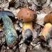 Boletus subvelutipes subvelutipes - Photo (c) Chantal Gauthier, kaikki oikeudet pidätetään