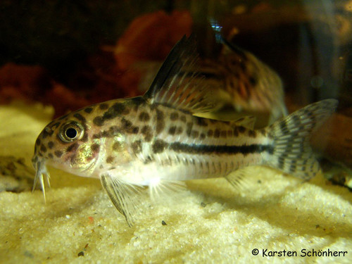 Corydoras sipaliwini
