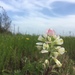 Texas Seaside Paintbrush - Photo (c) heronway, all rights reserved