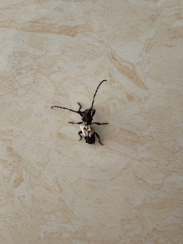 Pogonocherus dimidiatus