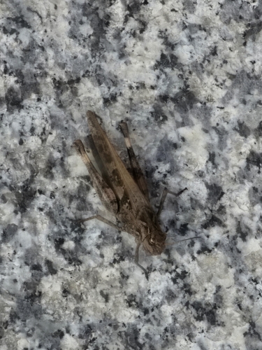 Oedaleus infernalis