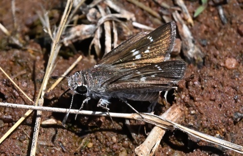 Peppered Hopper
