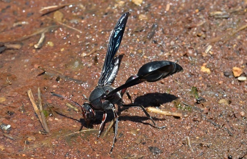 Black Mud Wasp