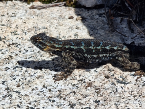 iNaturalist observation photo of Western Fence Lizard