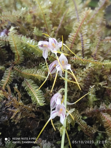 Masdevallia caloptera