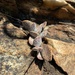 Cliff Adromischus - Photo (c) Carel Fourie, all rights reserved, uploaded by Carel Fourie