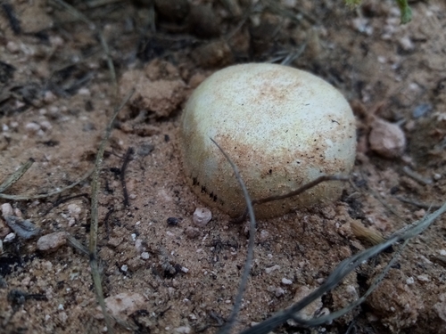 Meadow Puffball