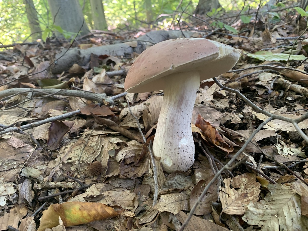 lilac bolete from The Lawrenceville School, Lawrence Township, NJ, US ...