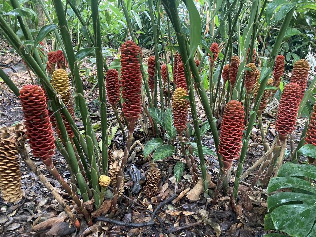 beehive ginger from Jardin Botanico, Medellín, Antioquia, CO on October ...