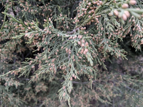 Chinese juniper