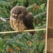 Haida Gwaii Saw-whet Owl - Photo (c) Jaahljuu, all rights reserved, uploaded by Jaahljuu