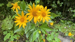 Tithonia diversifolia image