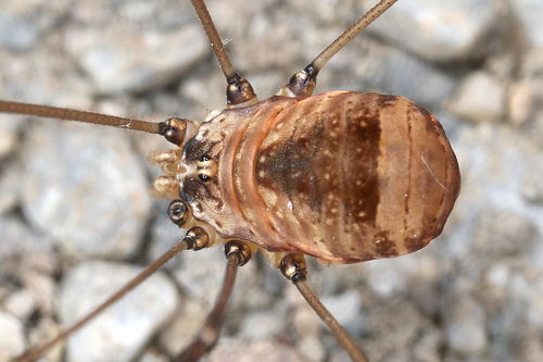 Leiobunum blackwalli
