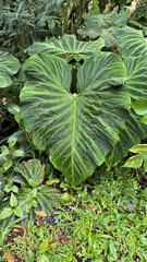 Philodendron verrucosum image