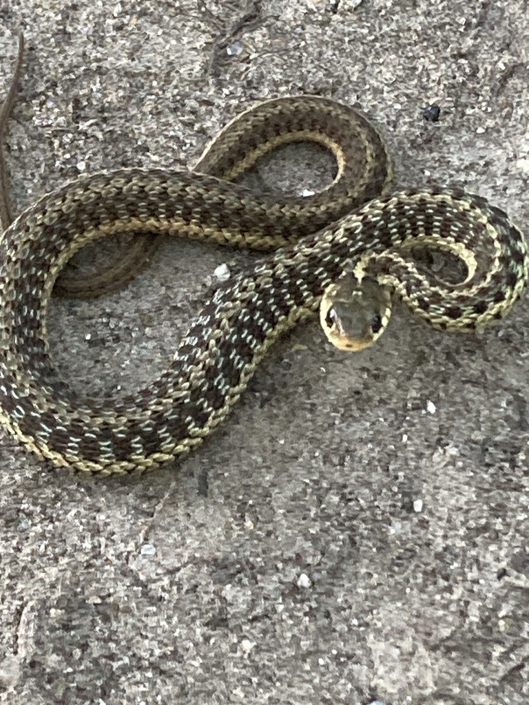 Common Garter Snake from Heights Rd, Concord, NH, US on October 5, 2023 ...