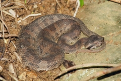 Okinawa Pitviper