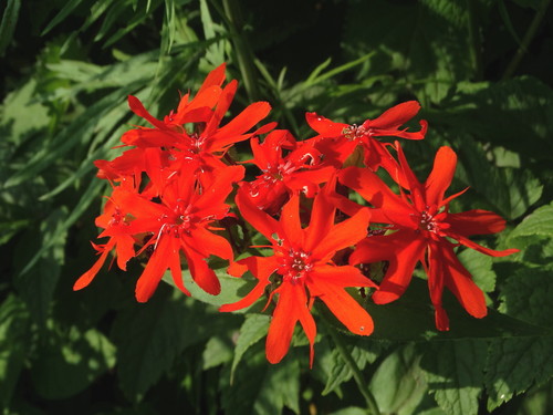 Brilliant Campion