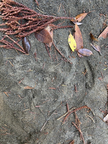 iNaturalist observation photo of American Black Bear