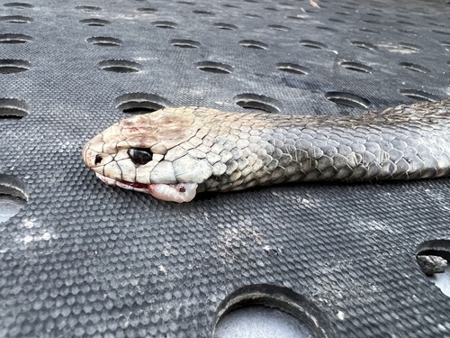 Eastern Brown Snake sighting