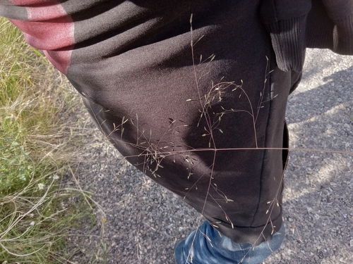 Chihuahuan lovegrass (Eragrostis erosa)