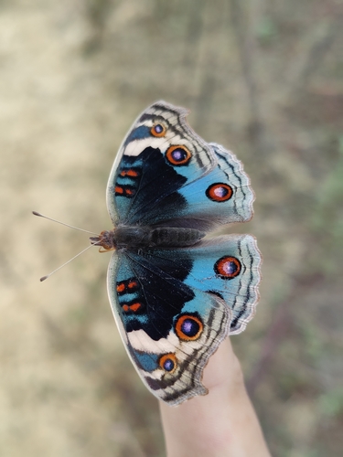 Blue Pansy