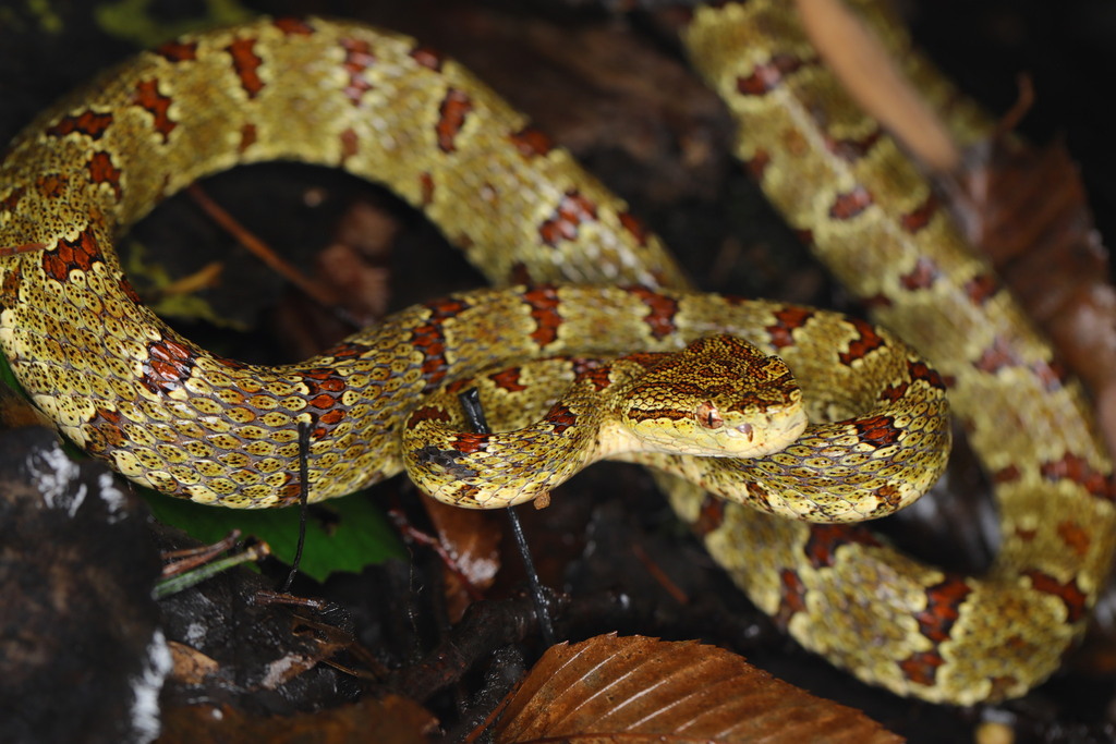Jerdon's Pitviper (Protobothrops jerdonii)